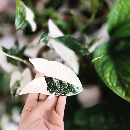 JAK DBAĆ o syngonium emerald gem? najlepsze wskazówki uprawy