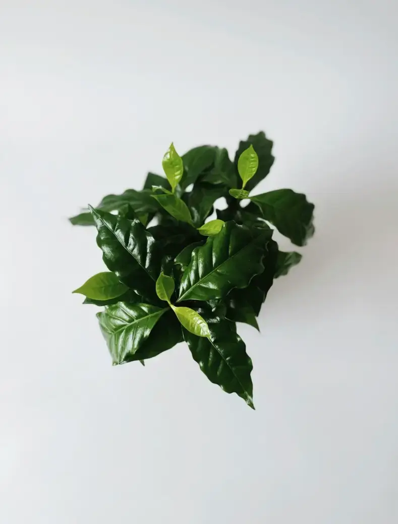Miniatura: kawa coffee arabica 12 cm