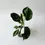 Miniatura: philodendron waviegacja