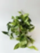 epipremnum marble queen średnica 15 cm