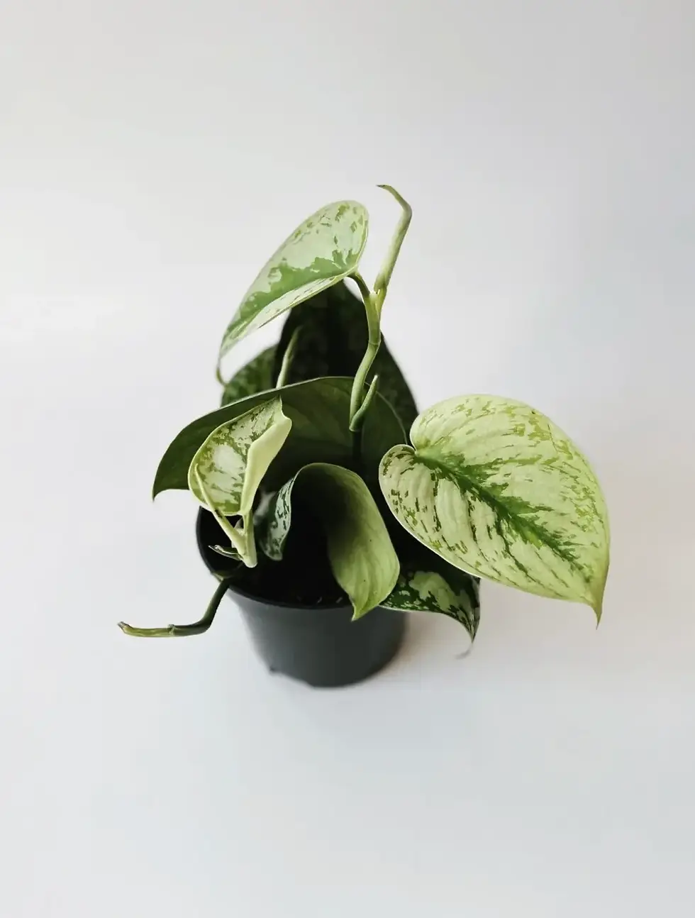 Miniatura: scindapsus pictus trebie pnący