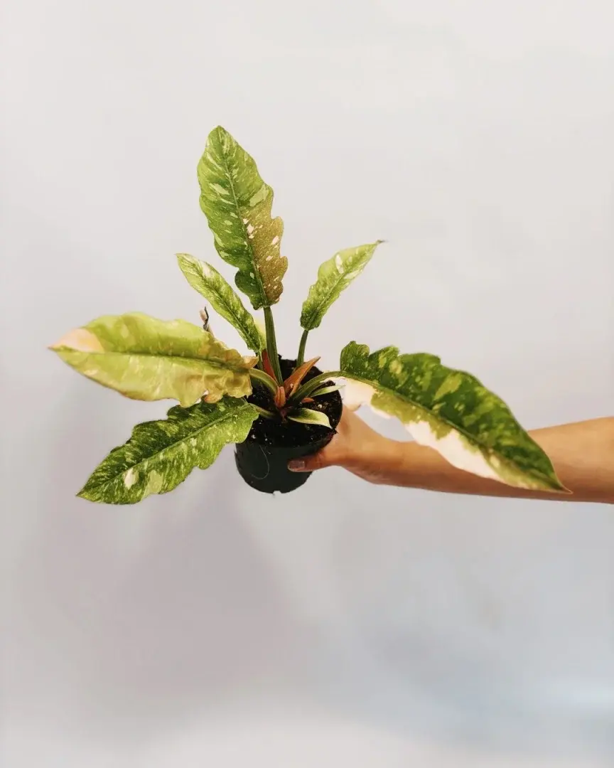 philodendron ring of fire 12 cm