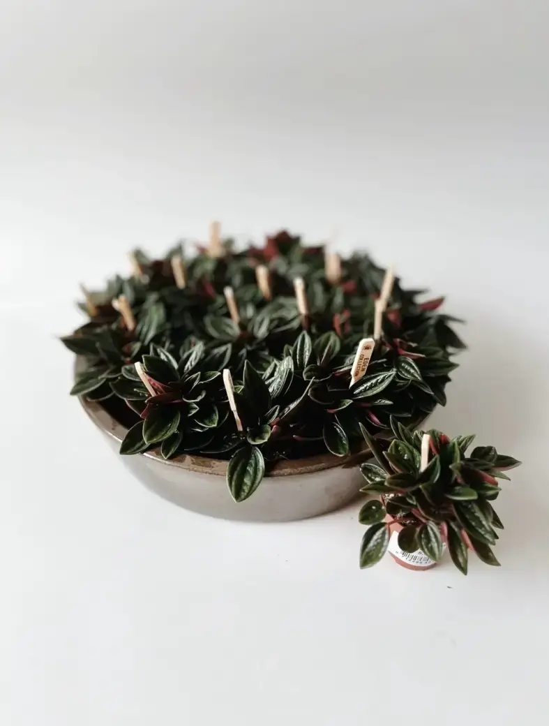 Miniatura: peperomia rosso 5,5 cm