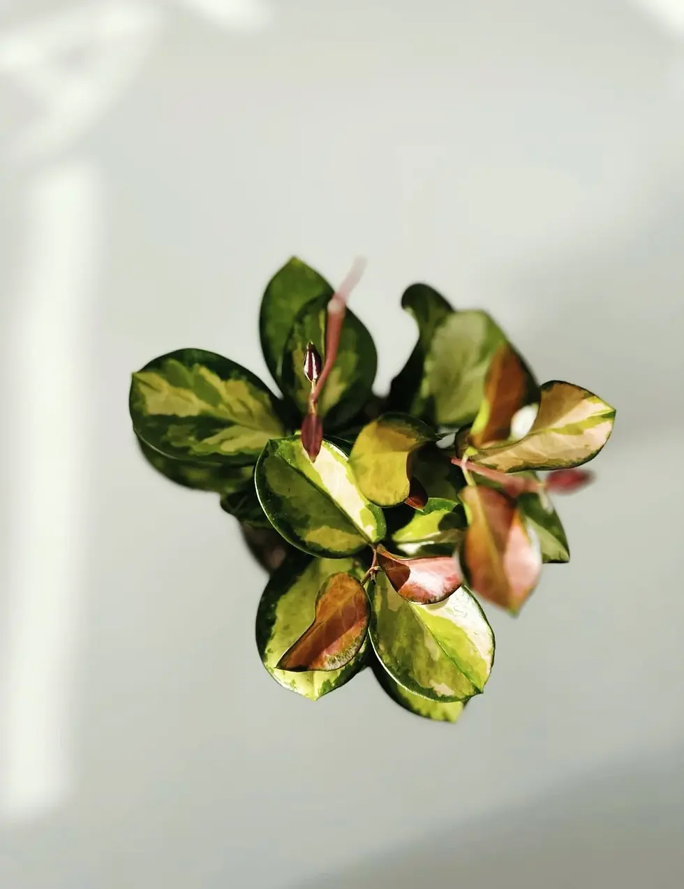 Miniatura: hoya australis Lisa