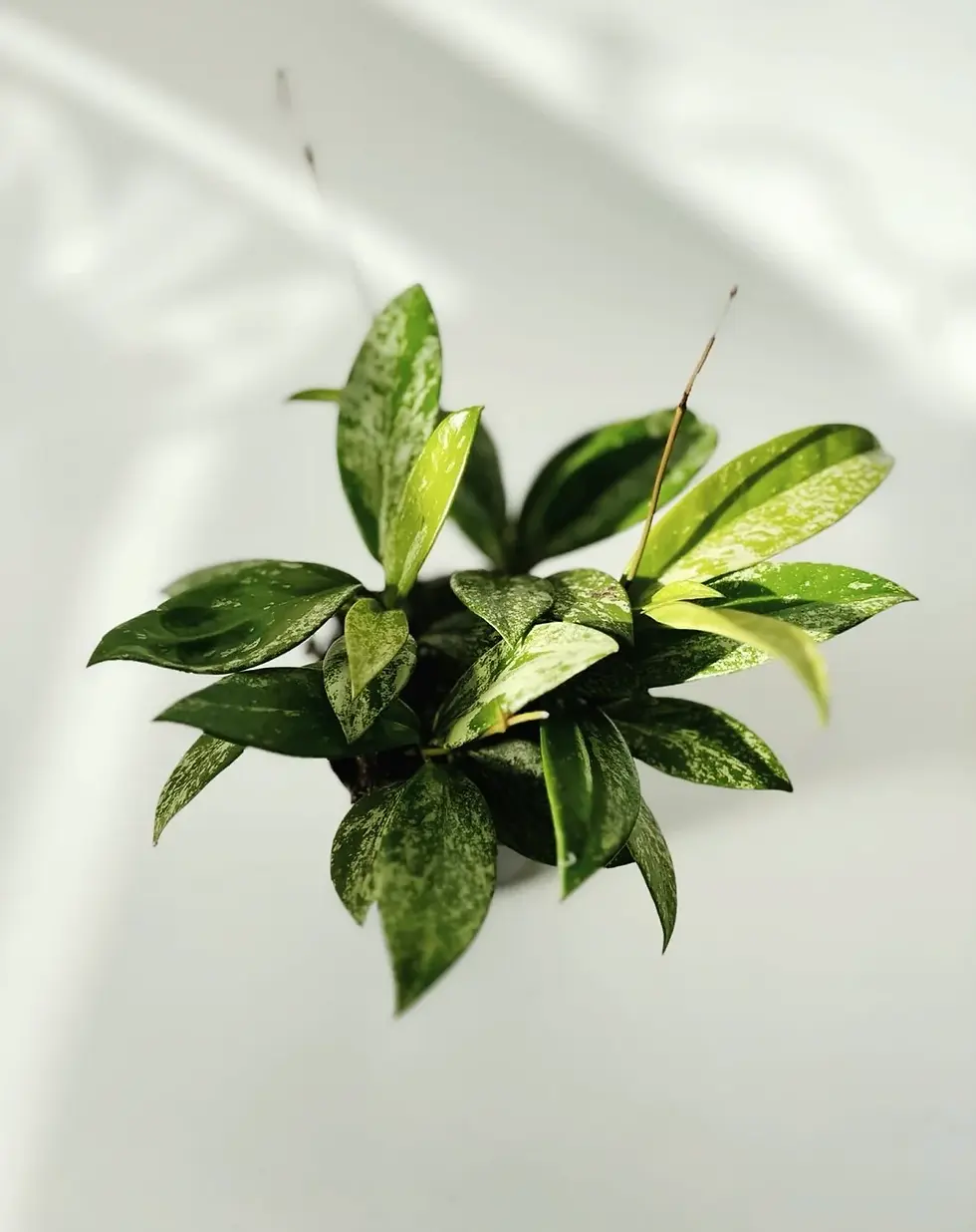 hoya pubicalyx splash