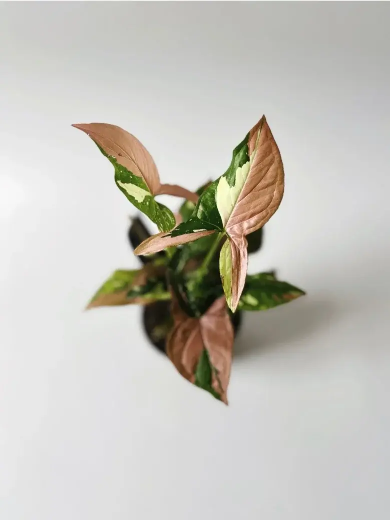 Miniatura: syngonium różowe