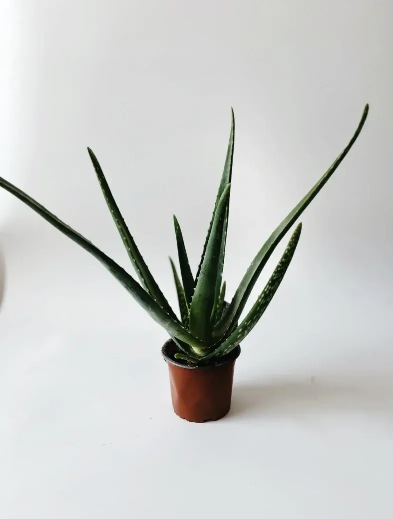 Miniatura: aloe vera średnica doniczki 12 cm