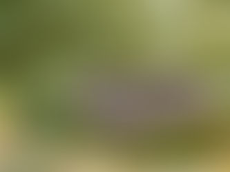 Vedder Mt - Duck Farm Loop trail and Beyond