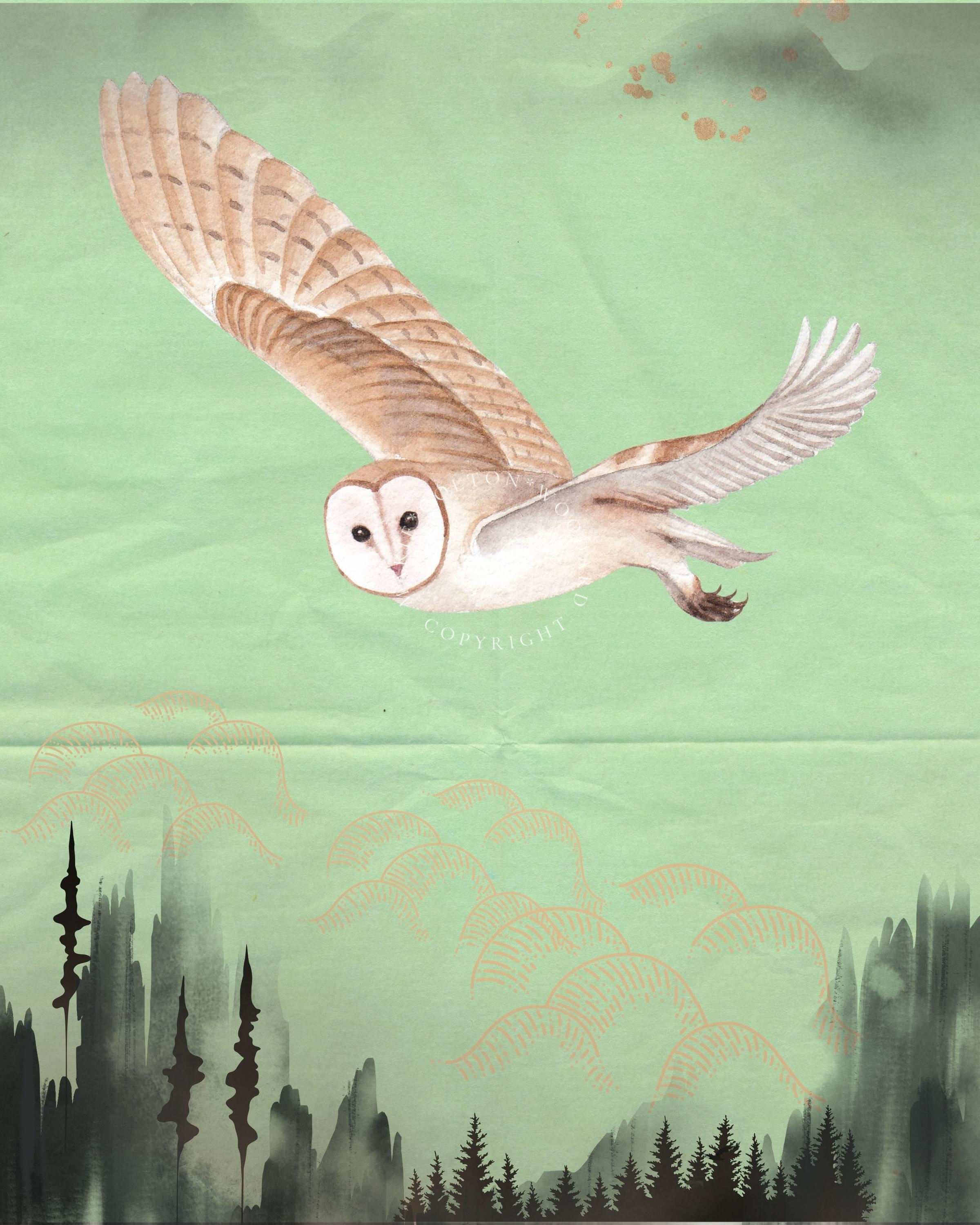 Barn Owl