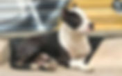 Prefeitura apura morte de pit bull sacrificado em Centro de Bem-Estar Animal, em Pouso Alegre MG