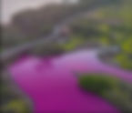 Lago no Havaí fica cor-de-rosa por excesso de sal; cientistas apontam estresse ambiental