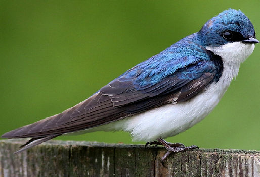 Swallows Migration (2).jpg