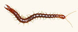 Centipede.jpg