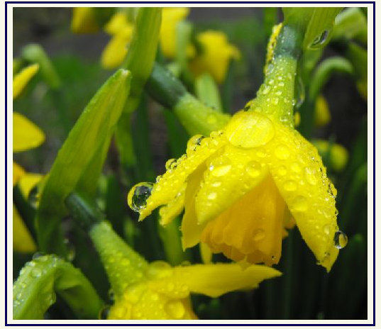 Daffodils in the Rain - Heading .jpg