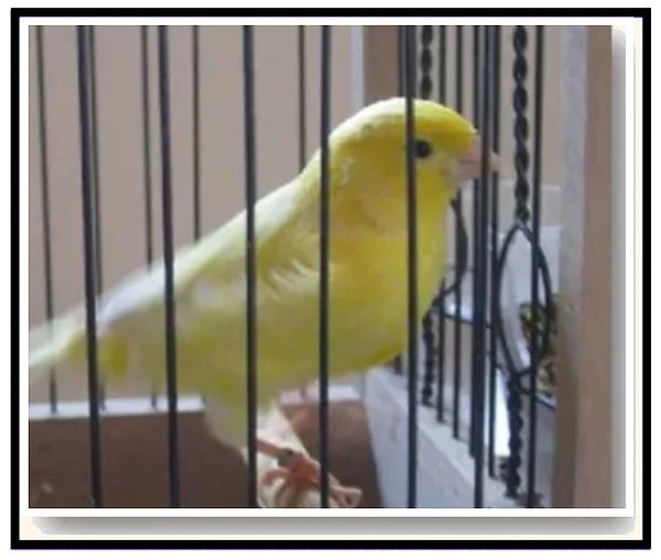 Canary Sings - wix.jpg