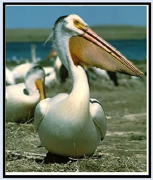 Piggish Pelicans.jpg