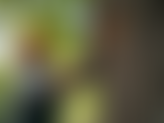 Essential Tree Trimming Advice for Homeowners