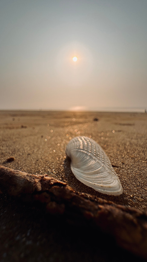 Beach shells