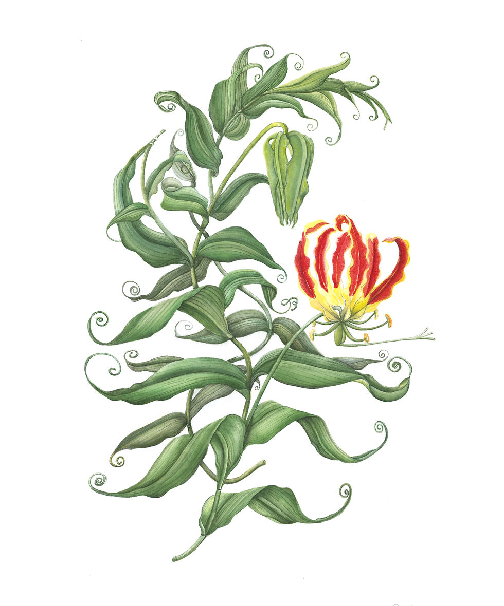 Gloriosa