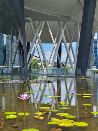 Green leaves and pink purple flowers on the water, sunny weather