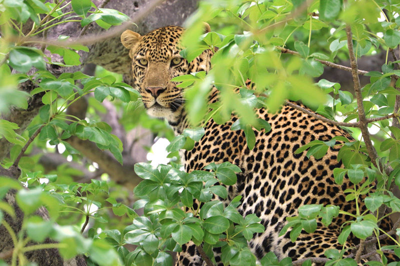 Leopard in Ruaha - photo by Jean-Daniel Chollet