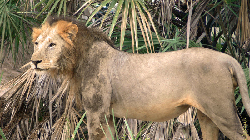 Male lion near Lake Manze
