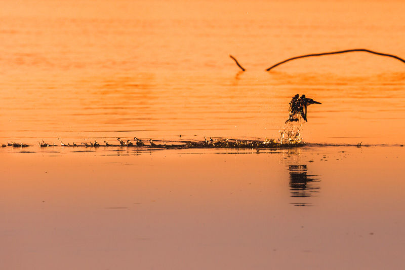Kingfisher skimming the water on Lake Manze - photo by David Liebst