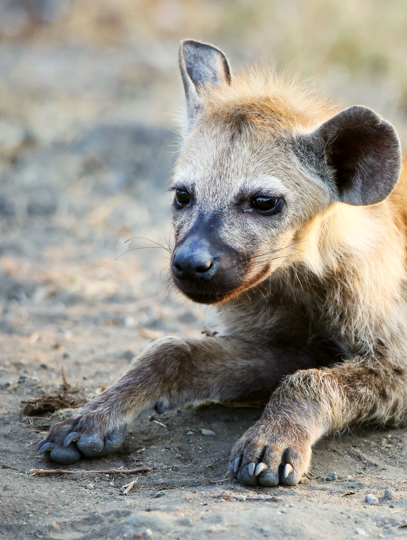 Young hyena - photo by Roy Southworth
