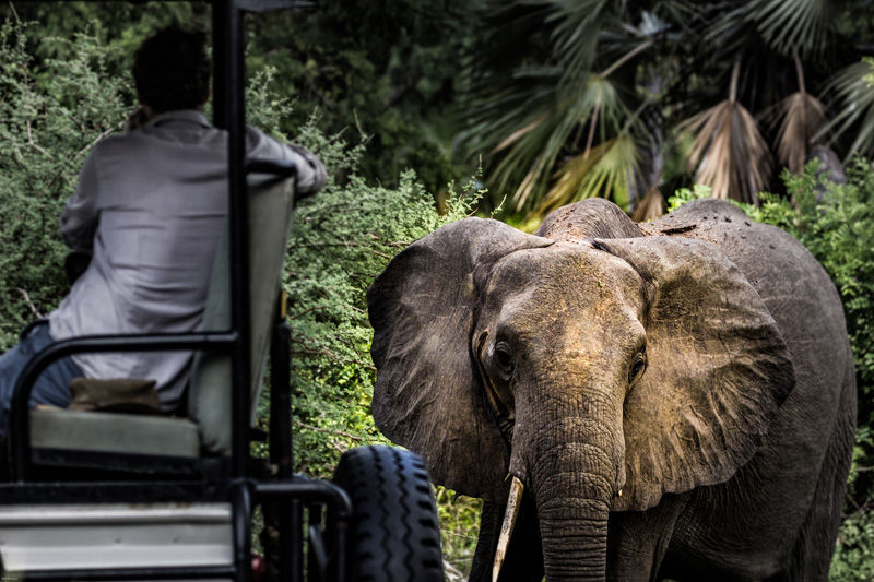 Elephant from a Lake Manze car - photo by David Liebst