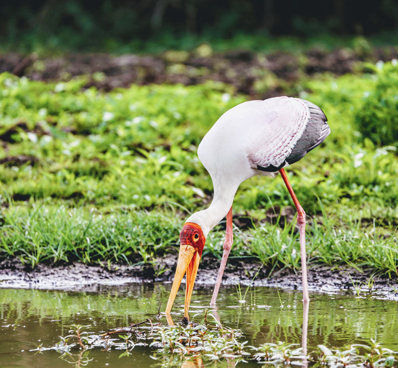 Yello-billed stork - photo by Roy Southworth