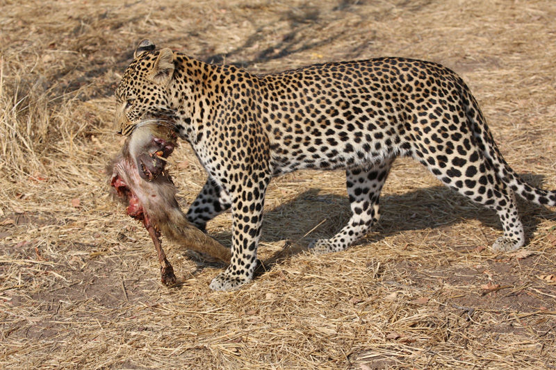 Leopard near Mdonya camp - photo by Roy Southworth