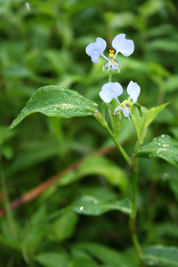 Commelina species in a Dar es Salaam garden