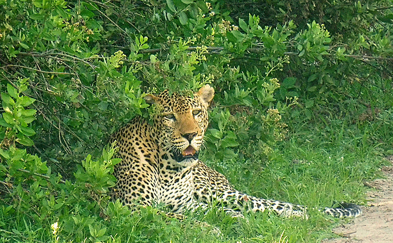 Leopard relaxing in Selous - photo by Zachariah Mligo