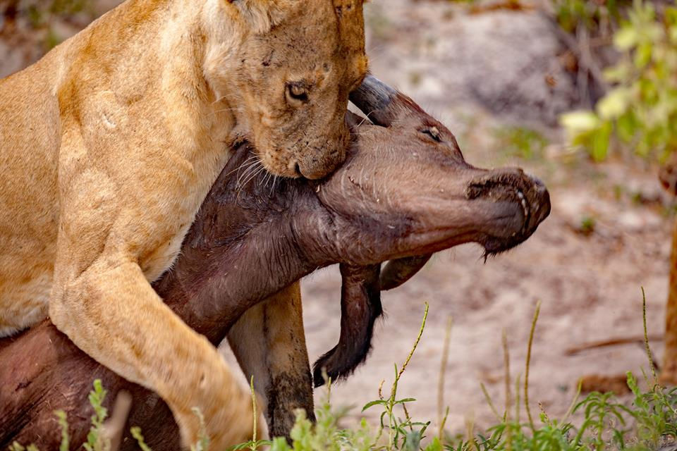 Selous lioness dragging buffalo kill