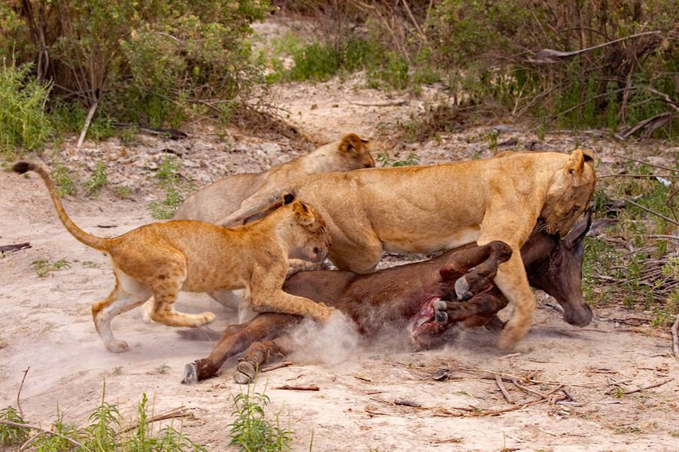 Selous lioness dragging buffalo kill and kids into the shade