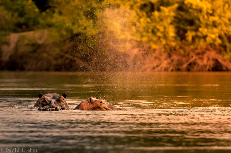 Hippos in the Rufiji River - photo by David Liebst