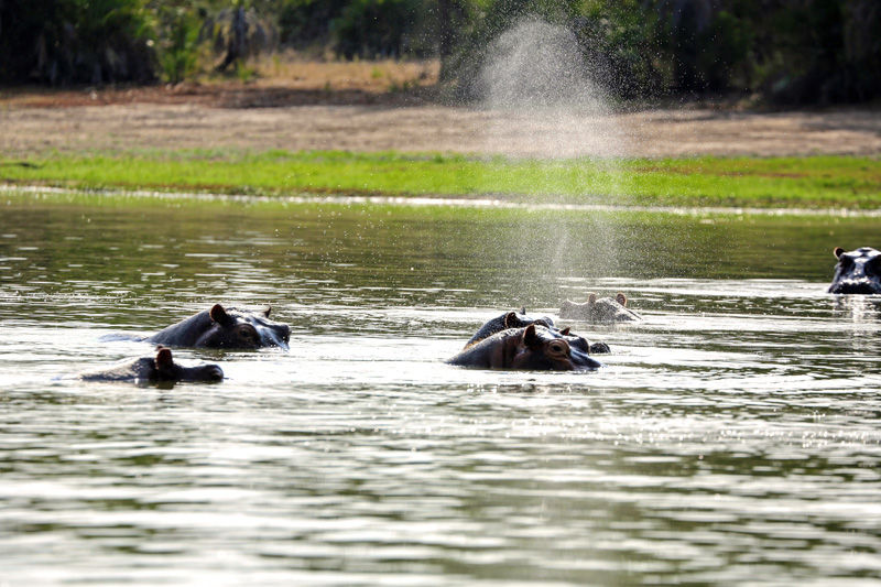 Hippos snorting in Lake Manze, Selous - photo by Roy Southworth