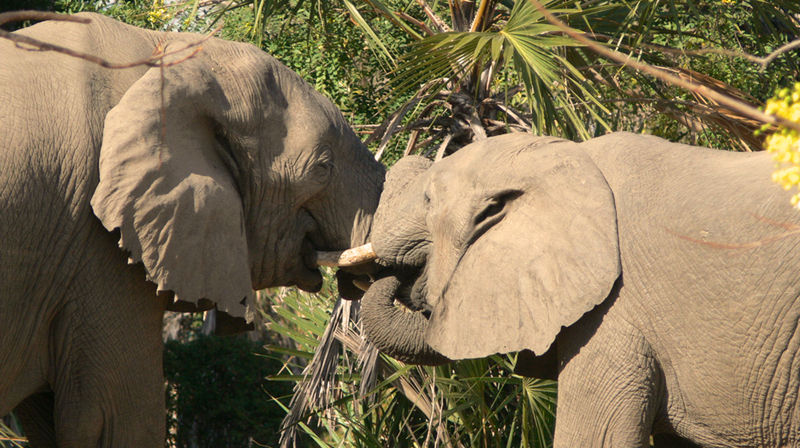Trunk-lock