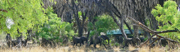 Elephants gone to China.....