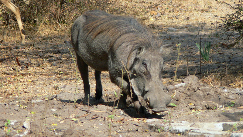 Warthog at Lake Manze