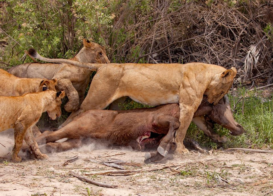  Selous lions with buffalo kill