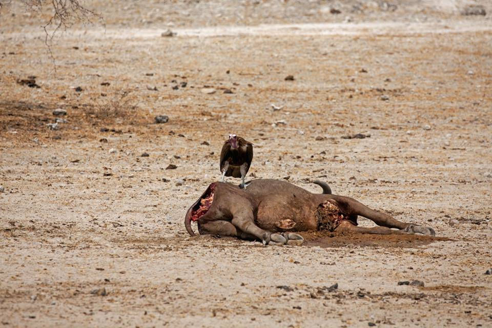 Buffalo kill with vulture, in Selous