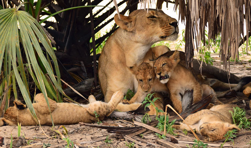 Selous Lioness and cubs