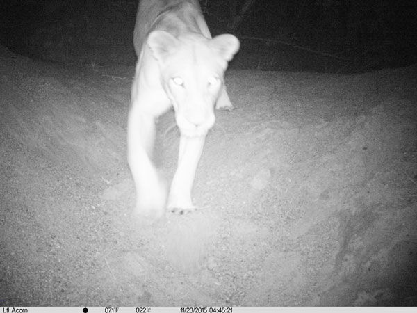 lion visits night waterhole
