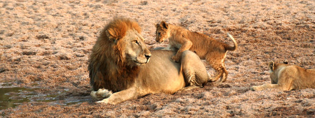 Lions!