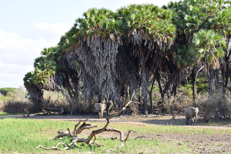 Doum palms in Selous