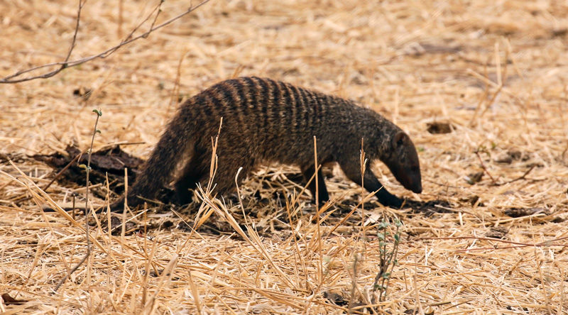 Banded mongoose - photo by Roy Southworth