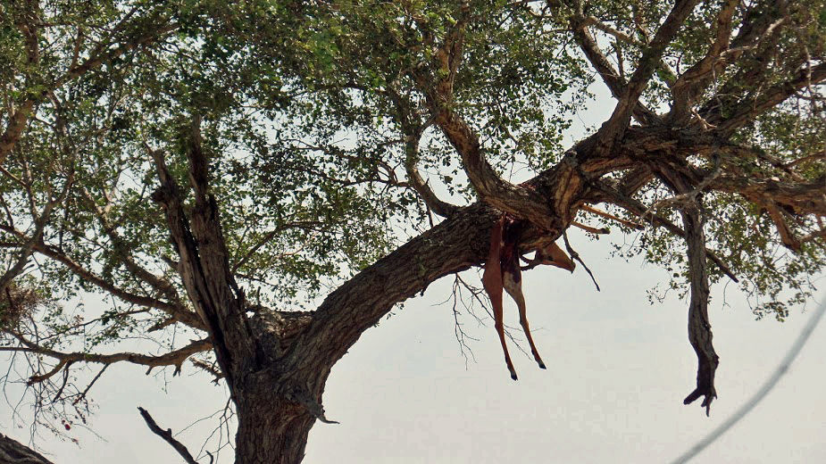 Impala kill in tree, Selous - photo by Natina Harris