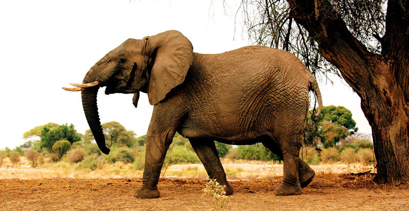 The Selous is home to some mighty elephants - photo by Roy Southworth