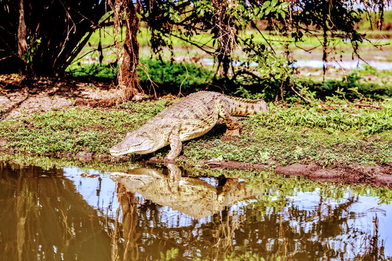 The smile on the crocodile - photo by Roy Southworth